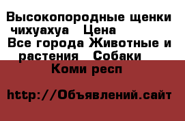 Высокопородные щенки чихуахуа › Цена ­ 25 000 - Все города Животные и растения » Собаки   . Коми респ.